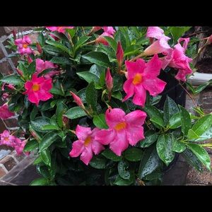 Meet your Posher, Jonna